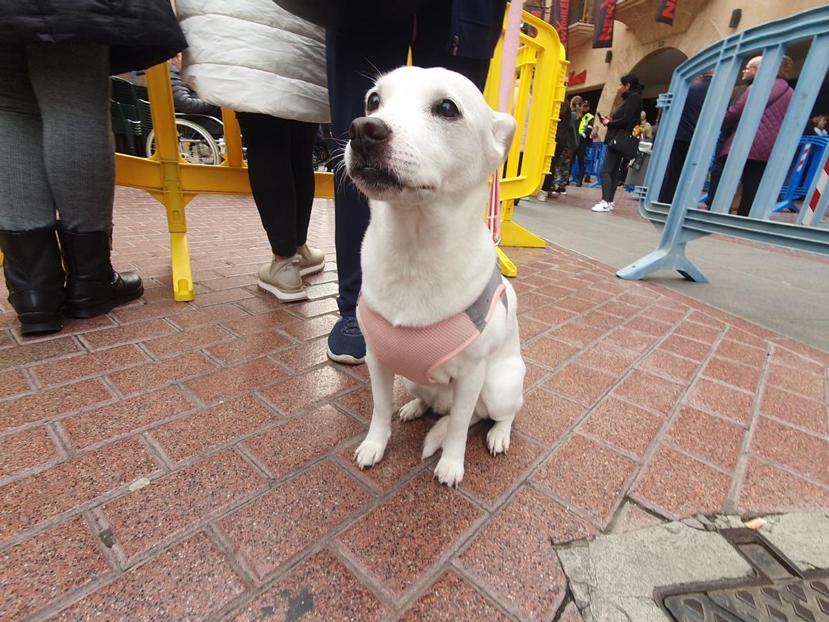 Nora, una perrita de 14 años bendecida por el rector Nadal Bernat.