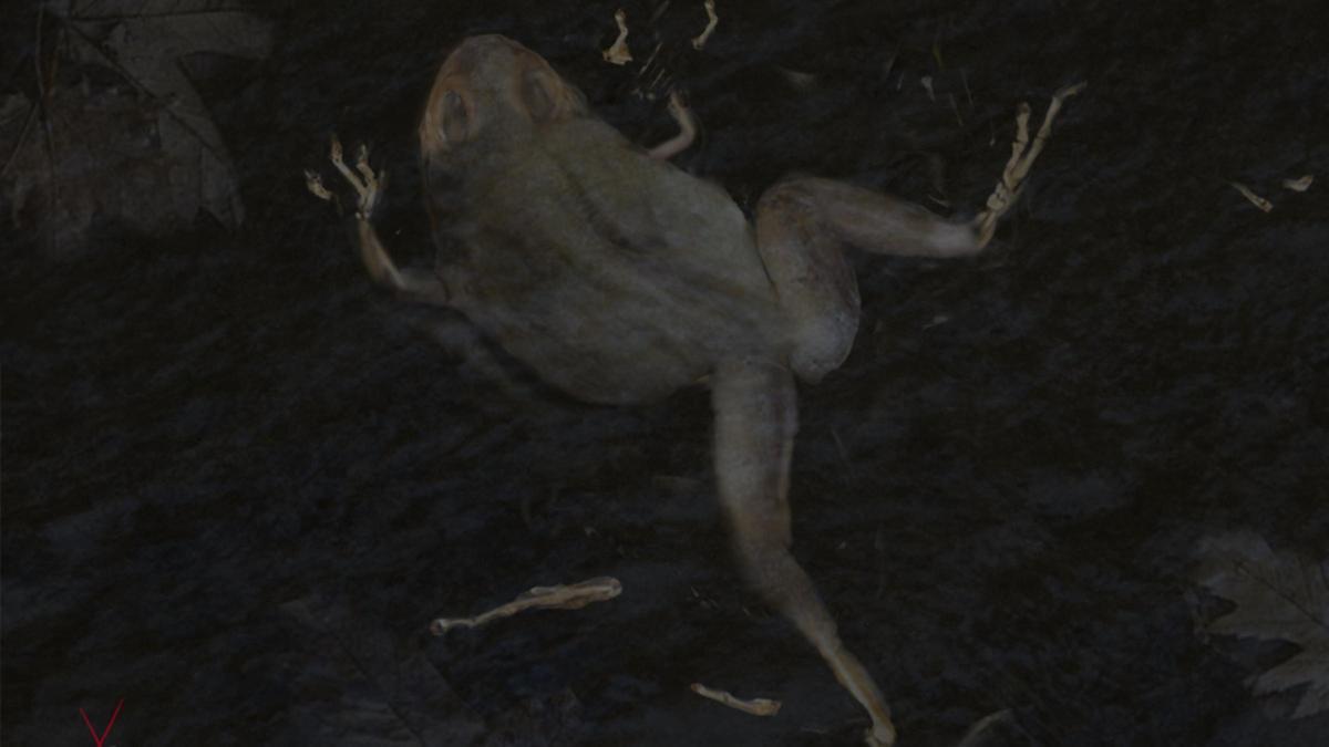 Se acabó la piel seca: una rana Geiseltal muerta empezó a descomponerse bajo el agua.