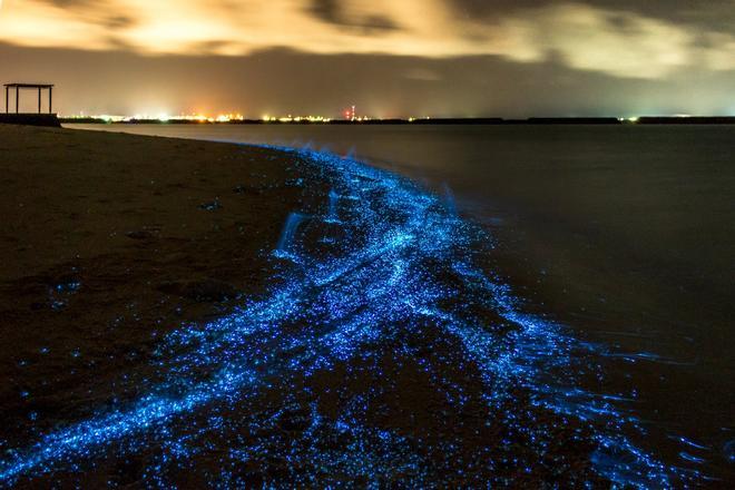 Bioluminiscencia, lugares oscuros