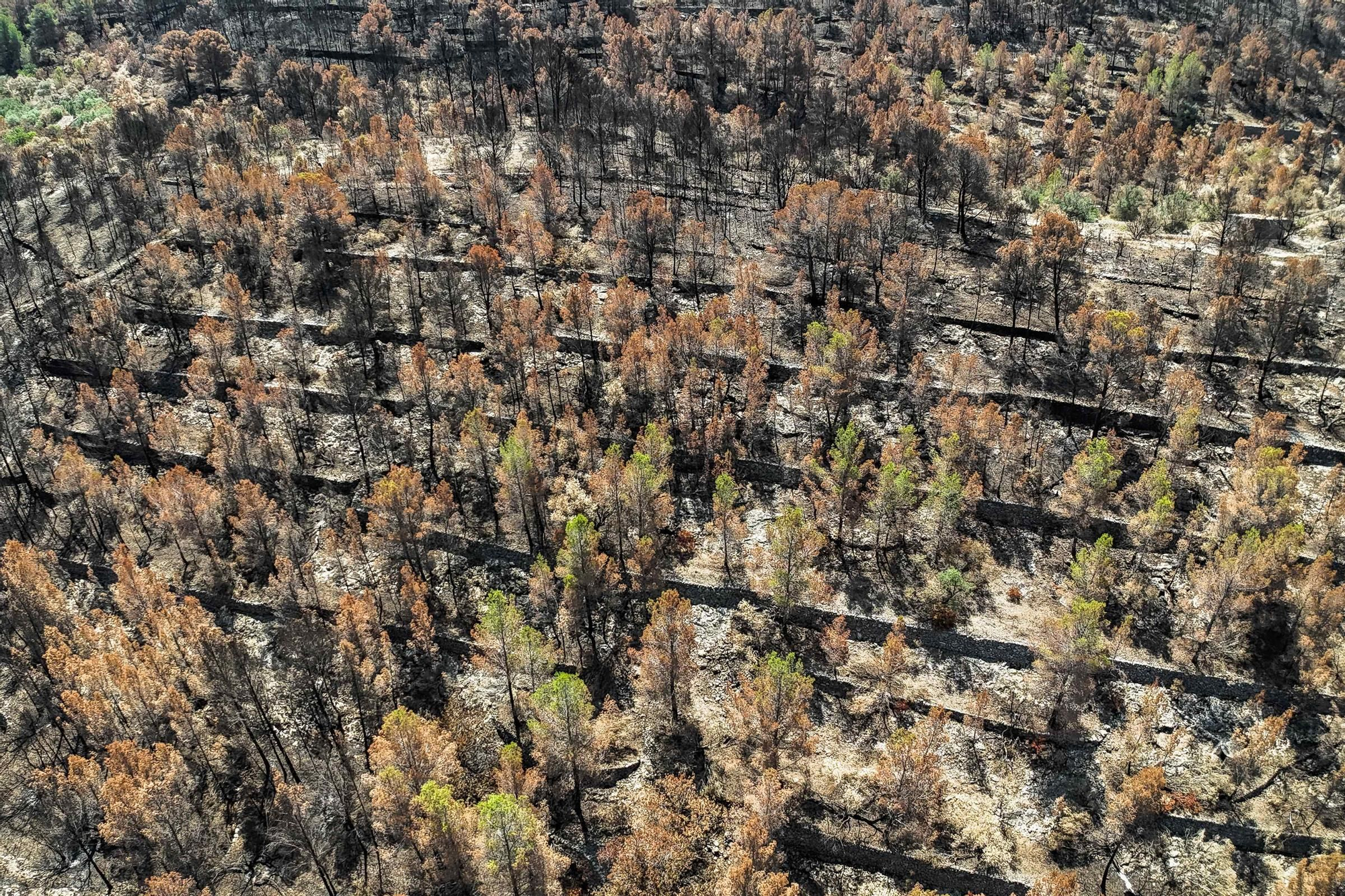 Les fotos de l'incendi de Paüls a vista de dron