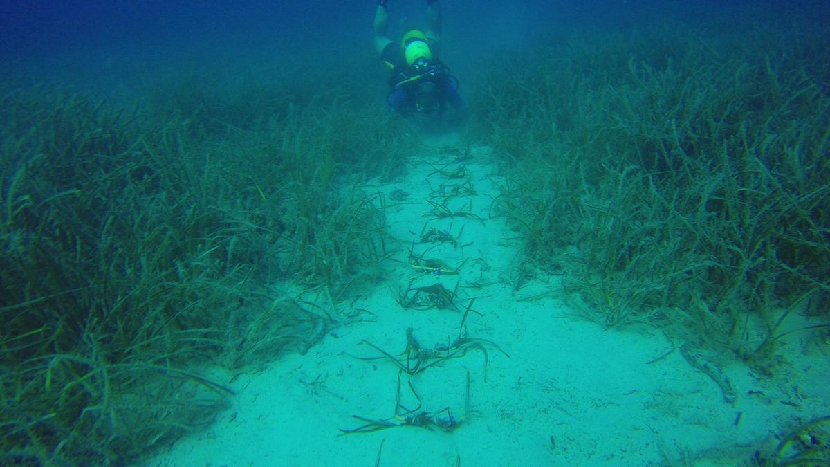 n Baleares crece una extensión de dos hectáreas de posidonia replantadas en un proyecto científico de recuperación de esta especie.