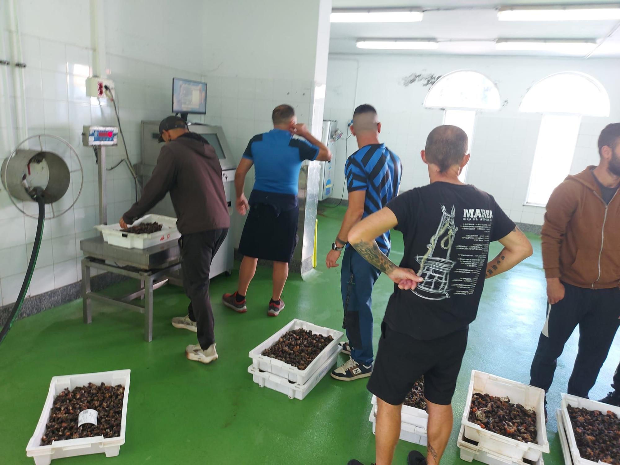 En imágenes: La primera subasta de percebe de la temporada en la rula de Puerto de Vega