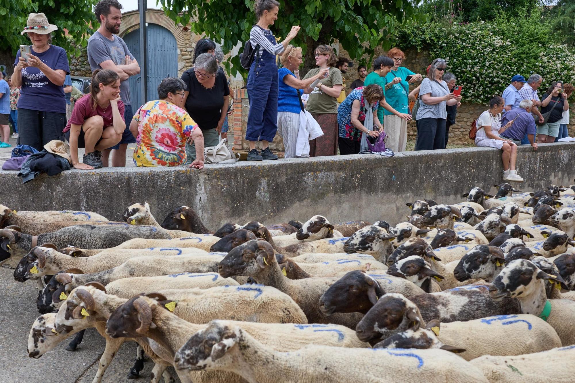 Les fotos de la transhumància del ramat d'ovelles d'Arnau Rubio a Crespià