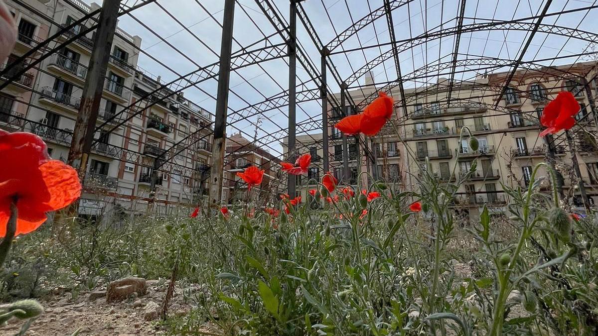 Amapolas bajo el hormigón del Mercado de la Abacería en ruinas.