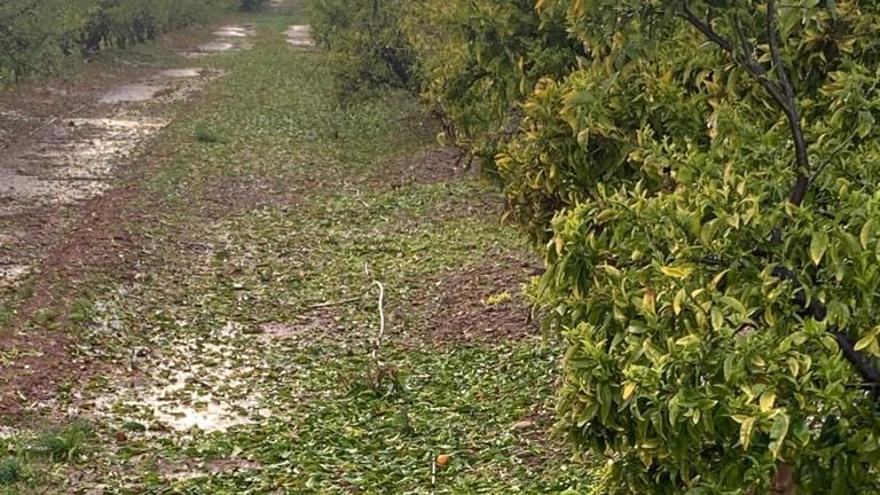 La granizada causa importantes daños en cítricos, almendros y hortalizas de la zona sur de Castellón