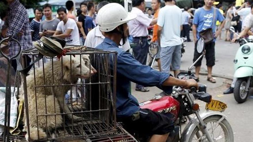 Taiwán aprueba una Ley de Protección Animal.