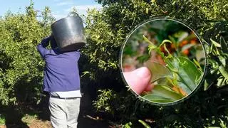Alerta en el campo: la nueva plaga citrícola ya provoca daños en los árboles