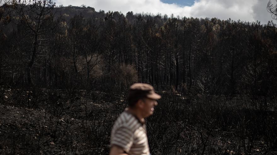 VÍDEO | Paseo entre las cenizas por la Sierra de la Culebra tras el incendio