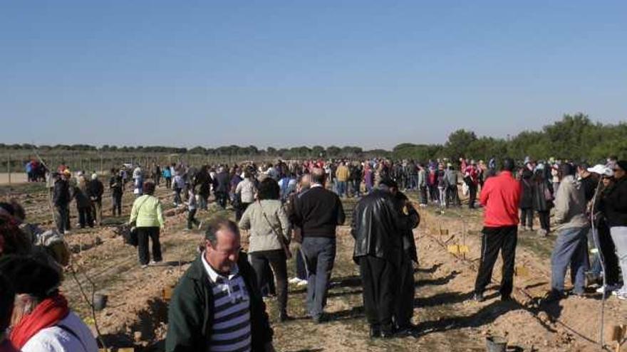 Unas 3.000 personas plantan pinos para una nueva área recreativa en Lo Albentosa
