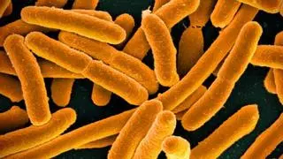 Confirman que las bacterias almacenan recuerdos y los transmiten de generación en generación