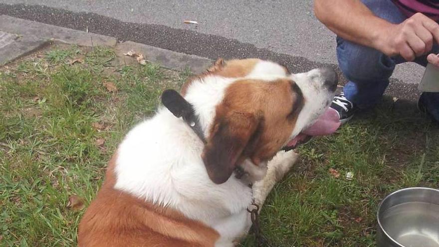 A la izquierda, el mastín que iba atado a la defensa del coche. A la derecha, una de las patas heridas del perro.