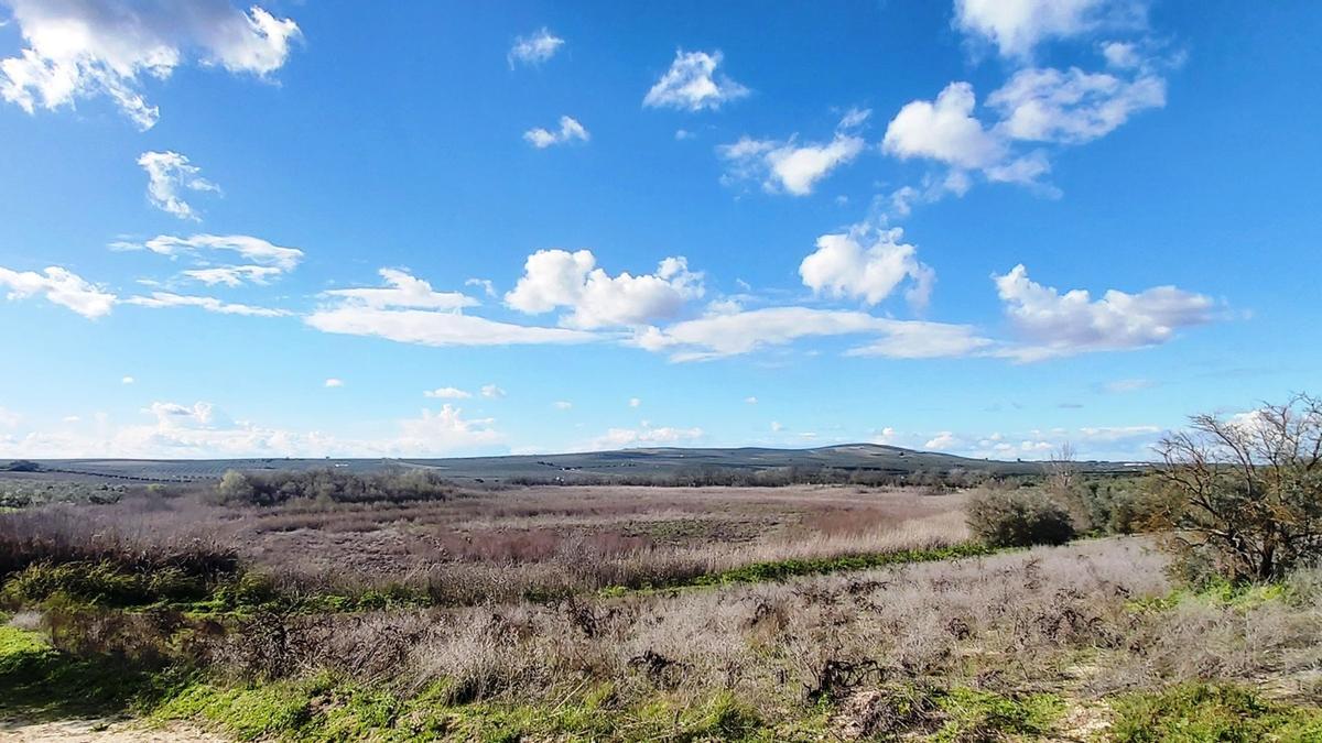 Aspecto de la laguna del Rincón en Aguilar de la Frontera, en una imagen difundida por Ecologistas en Acción.