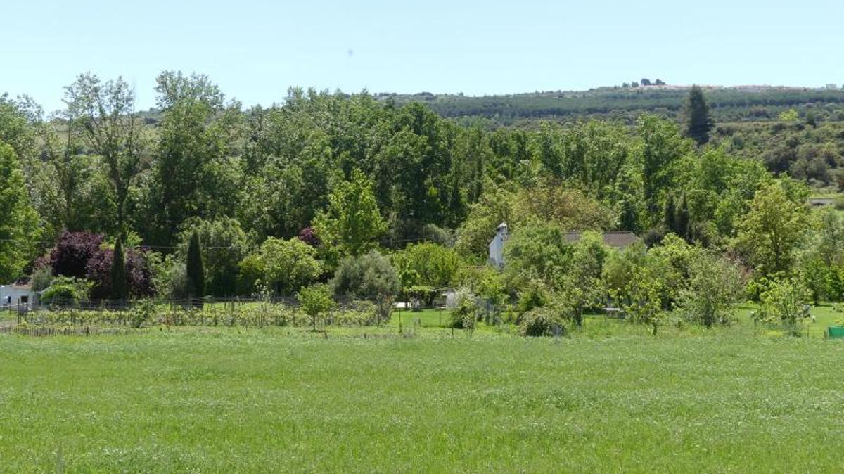 El pinar de la Dehesa del Mercadillo desde las huertas del Guadalcobacín