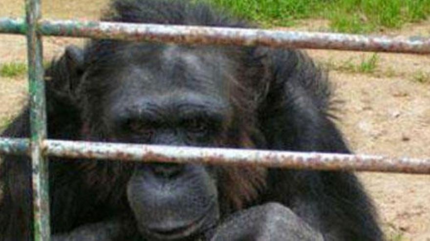 Un chimpancé, en el zoo mallorquín.