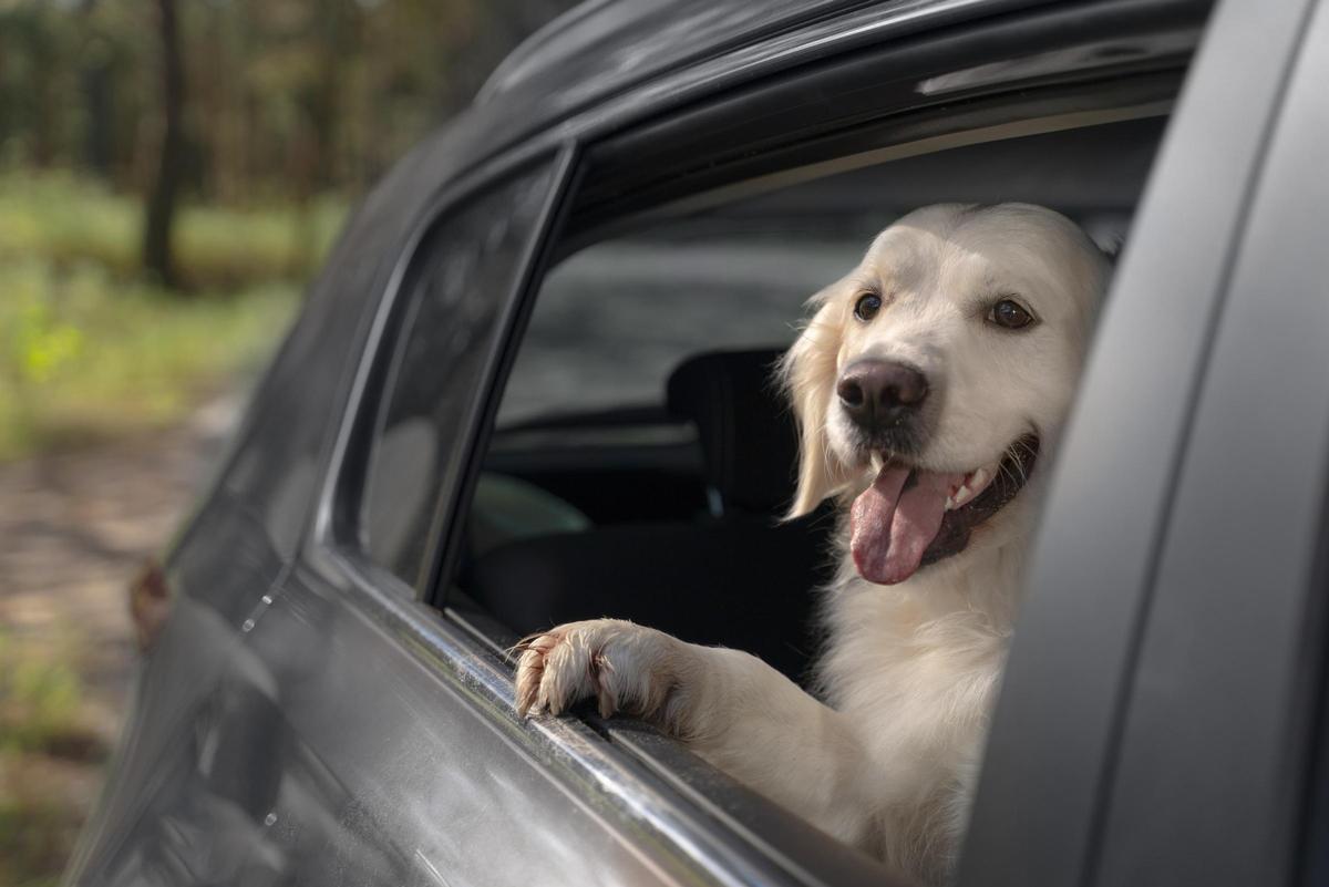 Perro dentro de un coche