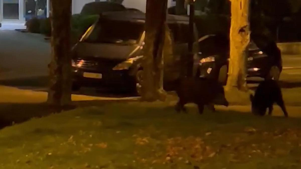 Dos jabalíes se han paseado esta noche por Pereiró