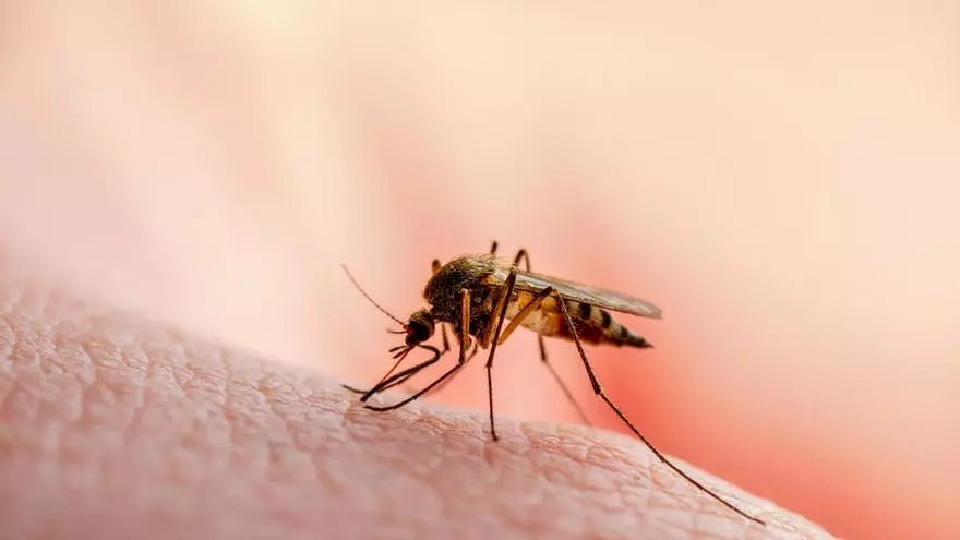 VÍDEO | ¿Dónde están los mosquitos? La explicación de por qué este verano se ven menos en Mallorca