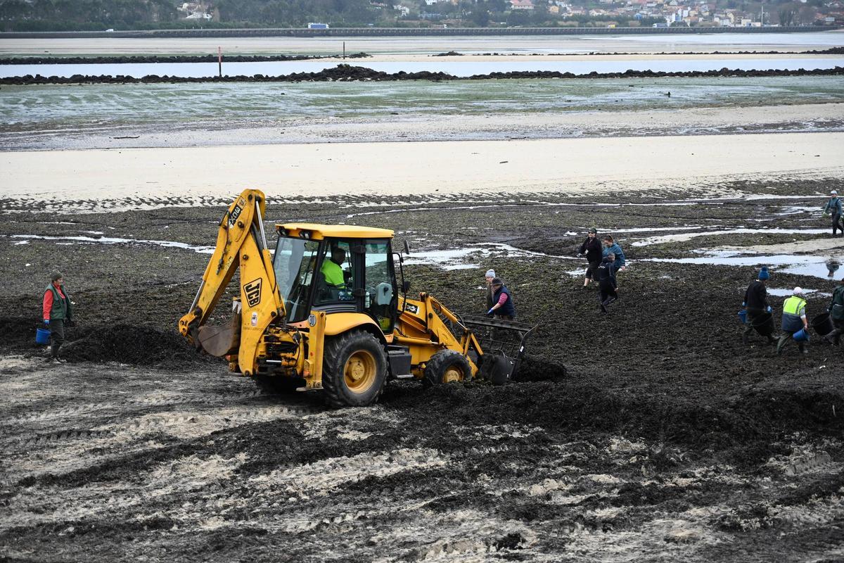 Acondicionamiento de bancos en la ría de Pontevedra, ayer.