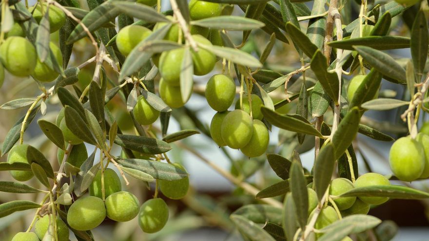 Roses acollirà una Jornada Tècnica Agroalimentària dedicada al vi i l’oli