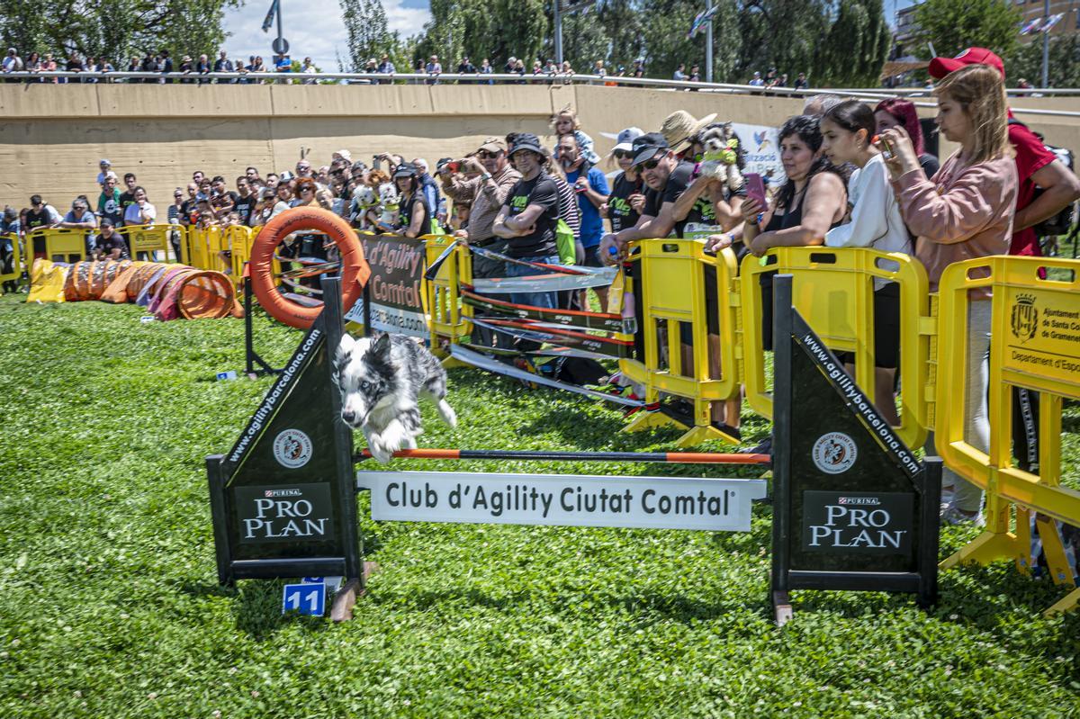 CAN WE RUN BARCELONA. La carrera organizada por Prensa Ibérica y El Periódico de Catalunya con la colaboración de Sport ,  donde las personas y sus mascotas perrunas corren en familia