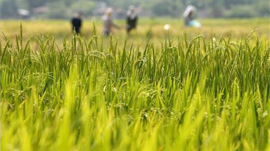 La Unión Extremadura denuncia un acuerdo para pagar el arroz más barato