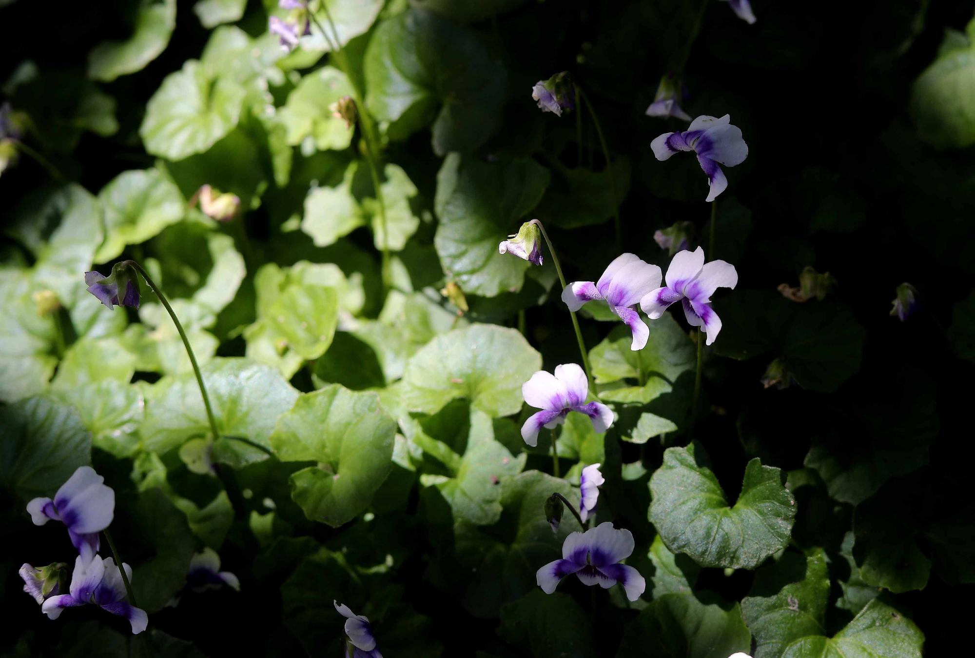 Las flores del Jardín Botánico en primavera