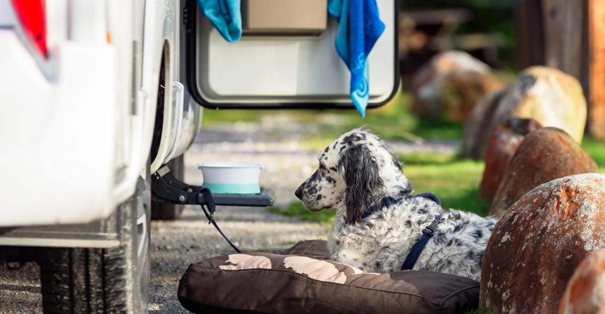Perros cerca de una autocaravana