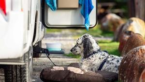 Perros cerca de una autocaravana