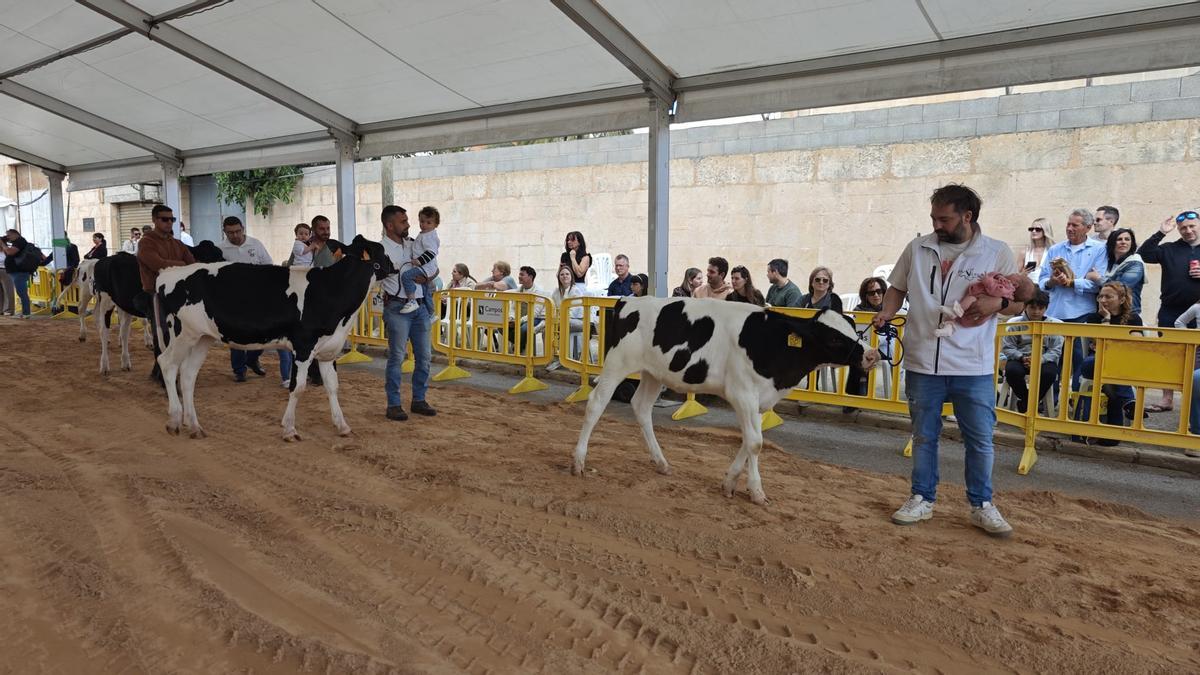 FOTOS | Búscate en la Fira de ses Vaques de Campos