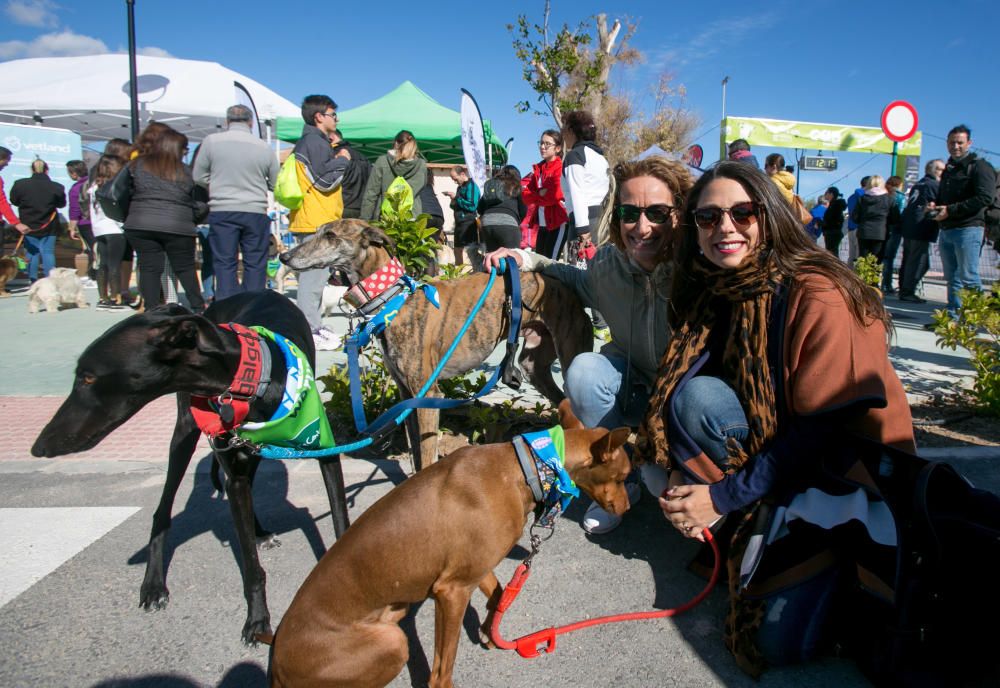 Can We Run: Gran carrera de perros para la concienciación animal