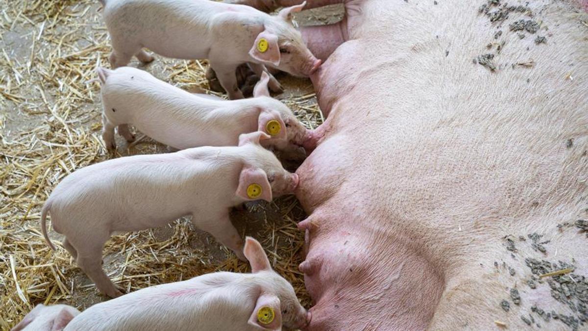 Sectores clave para la comunidad como el de bienes de equipo y el agroalimentario podrían verse "especialmente afectados"