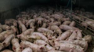 Cerdos en una macrogranja porcina.