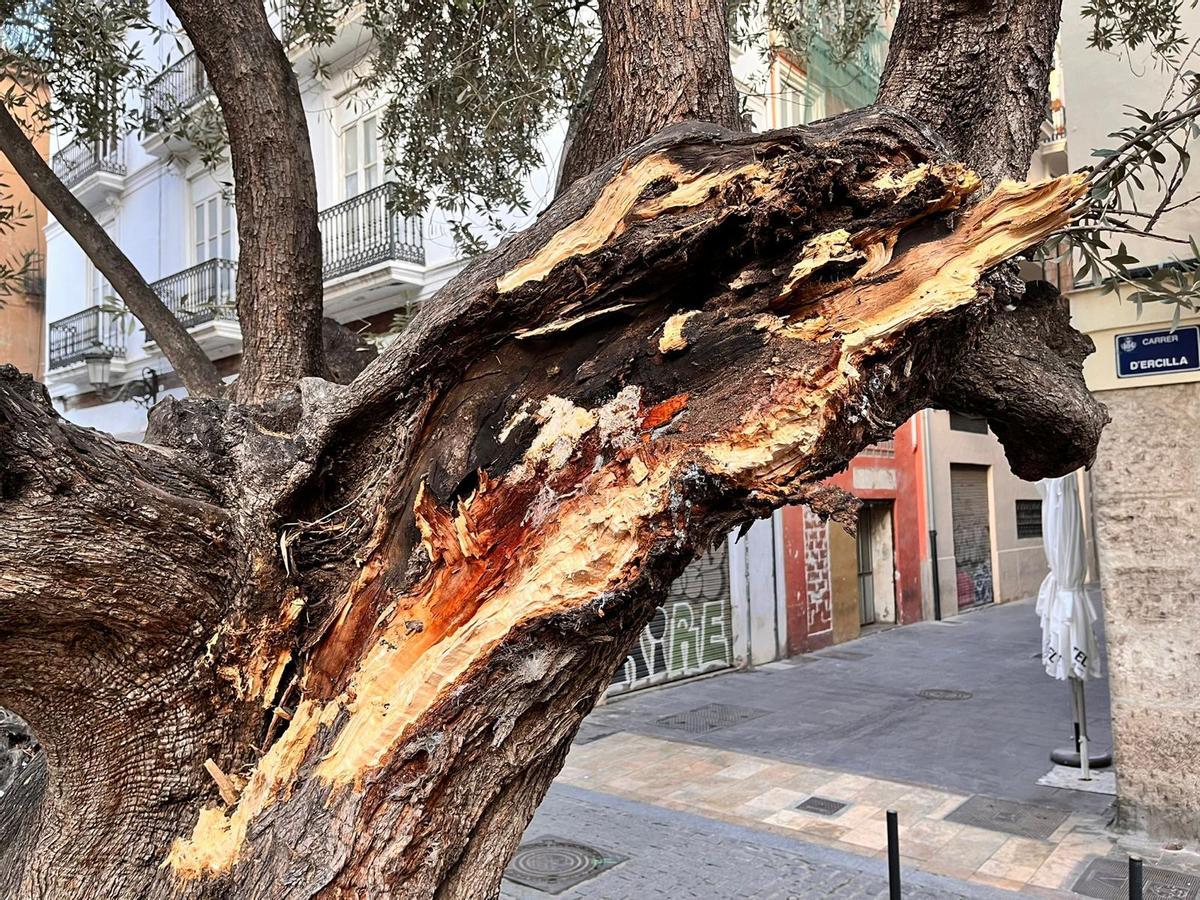 Vecinos y hosteleros de la plaza del Doctor Collado alertan del estado del primer olivo de València