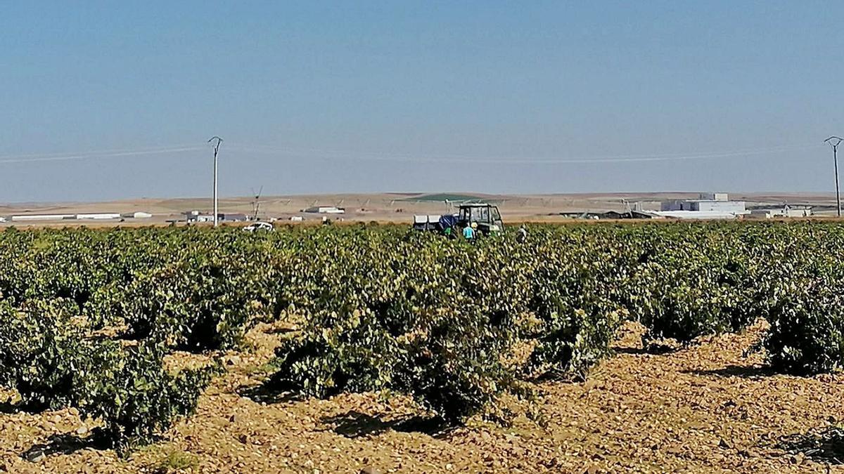 Parcela de viñedo amparada por la Denominación de Origen del Vino de Toro. | M. J. C.