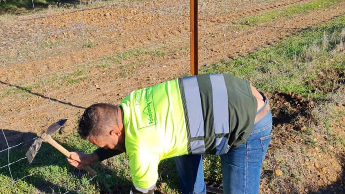 Uno de los empleados de la Diputación plantando los árboles.