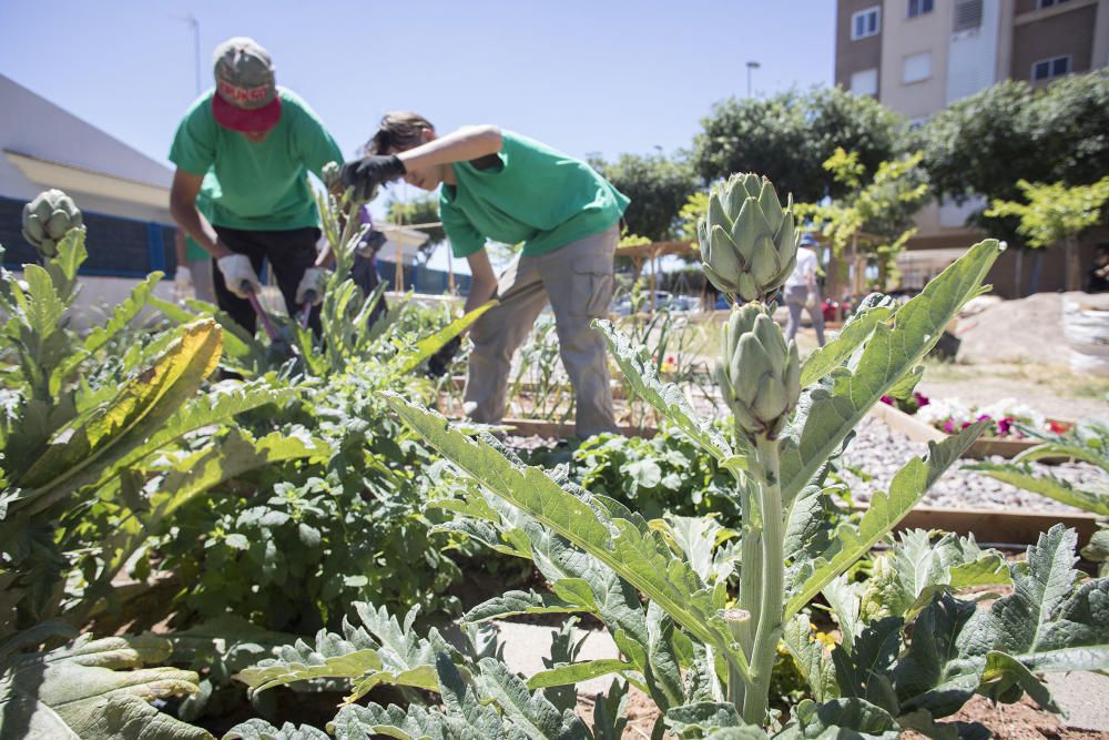 Hort interdisciplinari a l'IES Maltide Salvador de Castelló