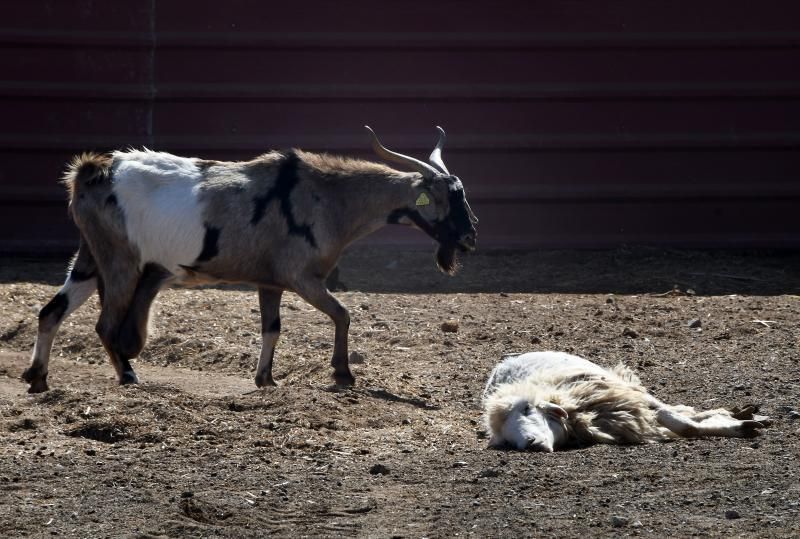 15/03/2019 TELDE.  Granja en la costa de Telde, donde unos perros matarón a una veintena de ovejas. Fotografa: YAIZA SOCORRO.  | 15/03/2019 | Fotógrafo: Yaiza Socorro