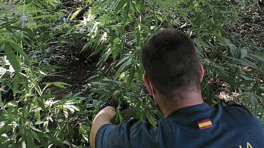 Un guardia civil, junto a varias de las plantas intervenidas.