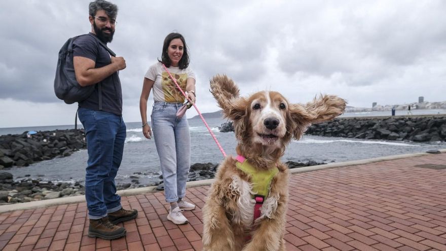 ¿Nueva playa para perros en Las Palmas de Gran Canaria?