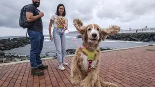 ¿Una playa para perros junto a Las Canteras? “Es necesario que estén libres y corran junto a nosotros”