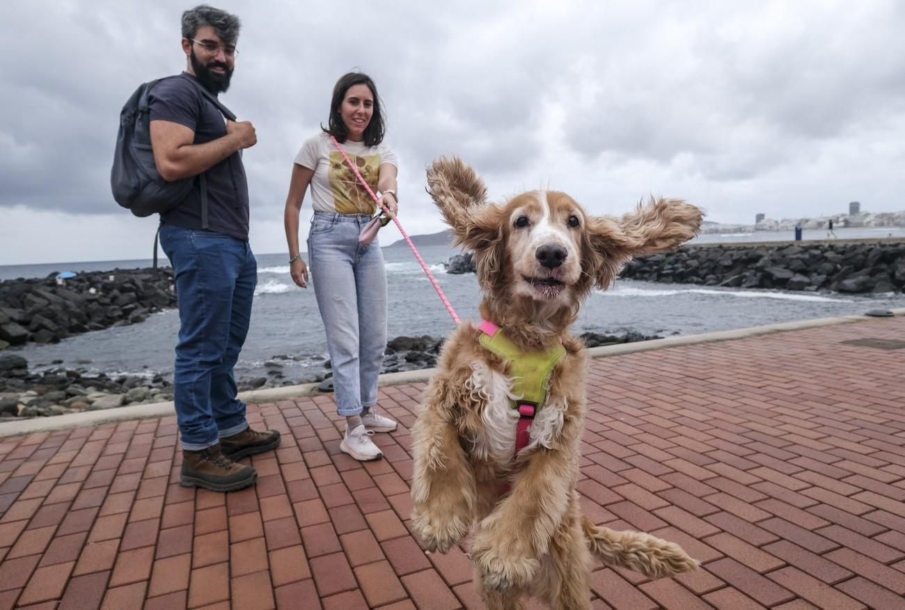 ¿Nueva playa para perros en Las Palmas de Gran Canaria?