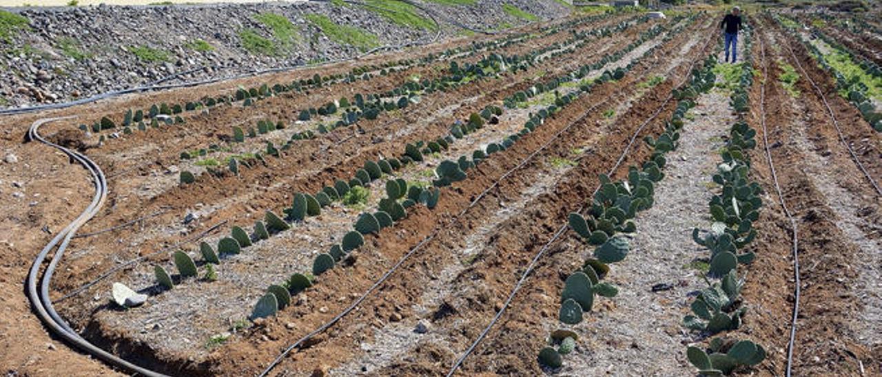 Vista de la primera plantación de palas de tunera, hecha en 5.000 metros cuadrados hace seis meses.