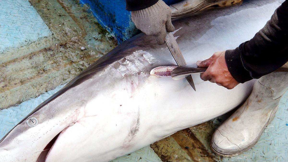 Unos pescadores le cortan las aletas a un tiburón vivo, antes de arrojarlo al mar