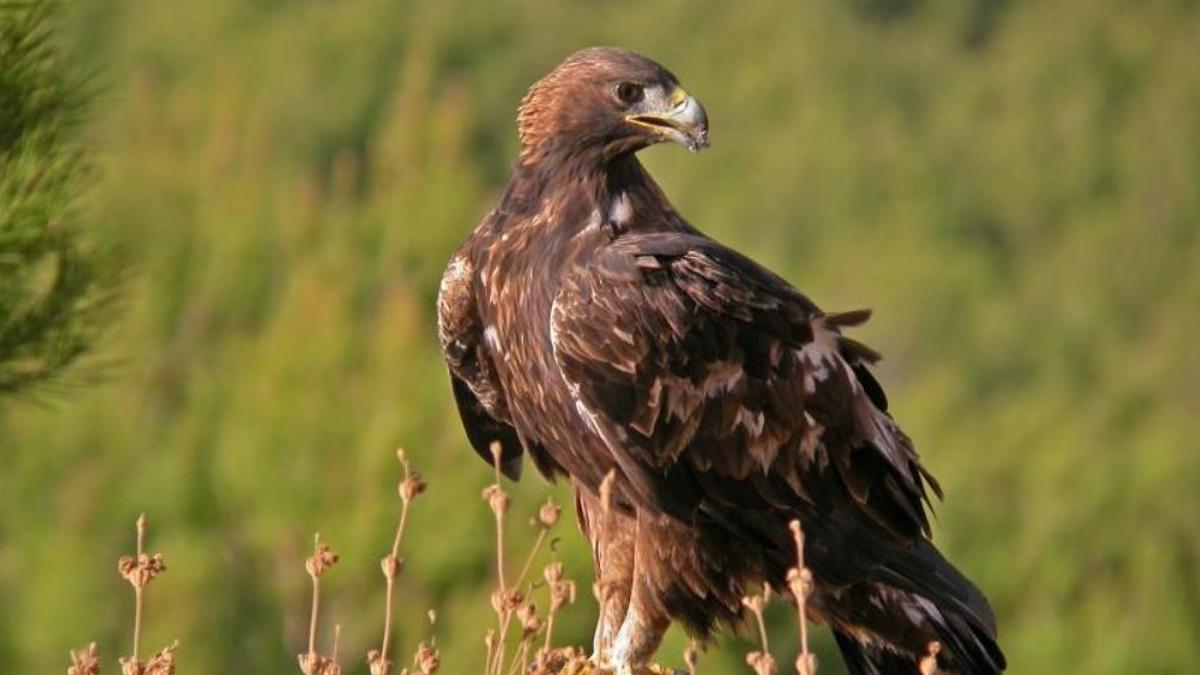 Imagen de un águila real.