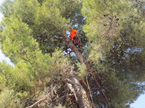 Tala d''arbres a la Renaixença