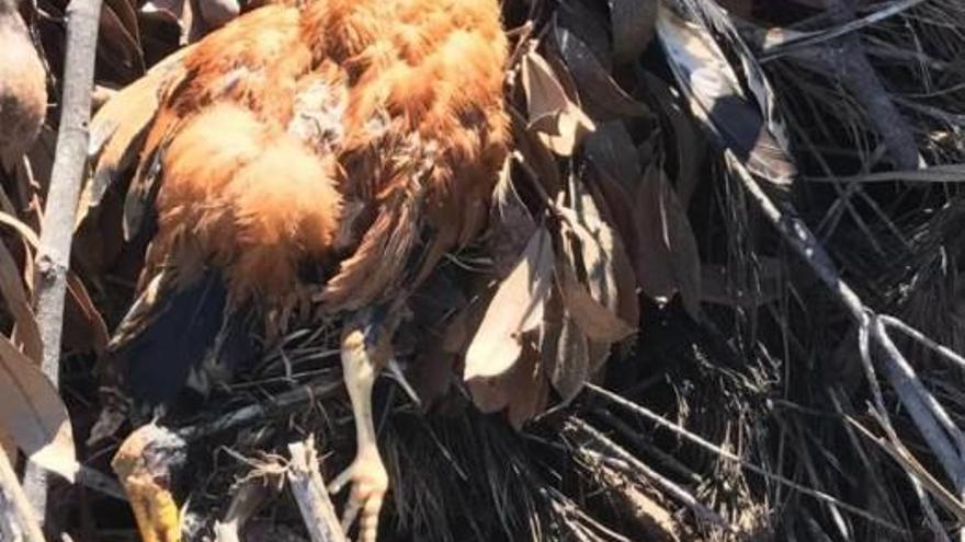 Totes Huhn auf dem Gelände einer Finca in Algaida.