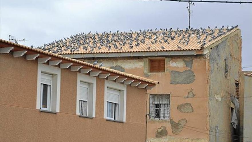 Miles de palomas colonizan e invaden los tejados del municipio