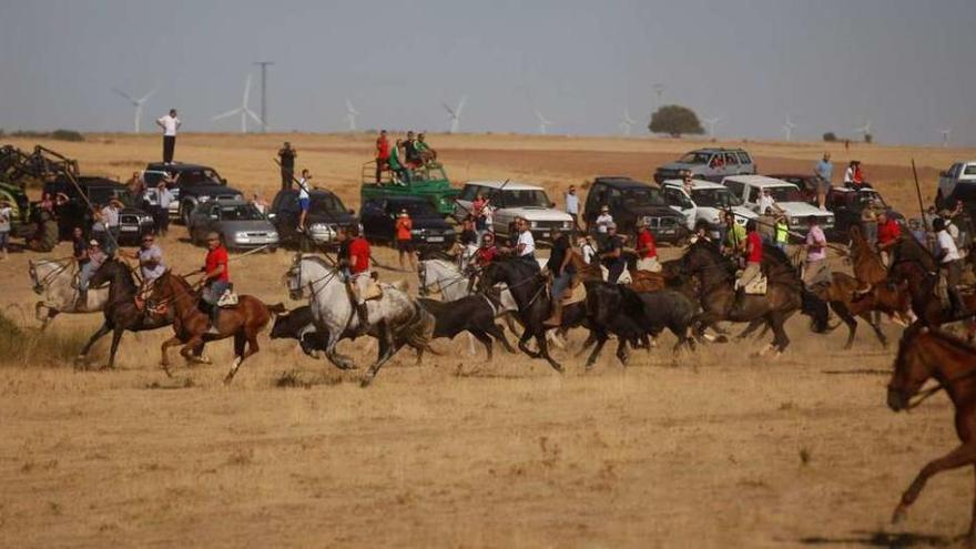 Los caballistas intentan conducir a los astados por la era de Carbajales.