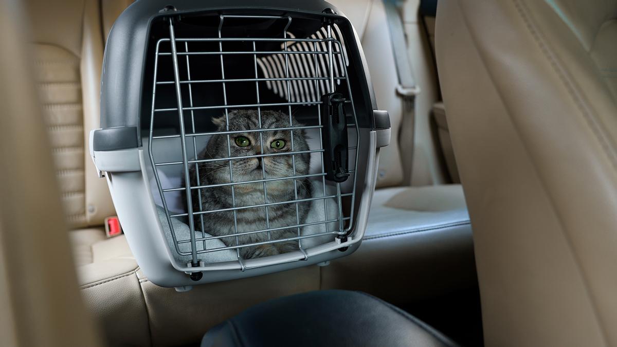 Multa de 500 euros a un conductor por lo ocurrido con su gato dentro del coche: la Guardia Civil extrema la vigilancia y se pone seria tras la norma del BOE