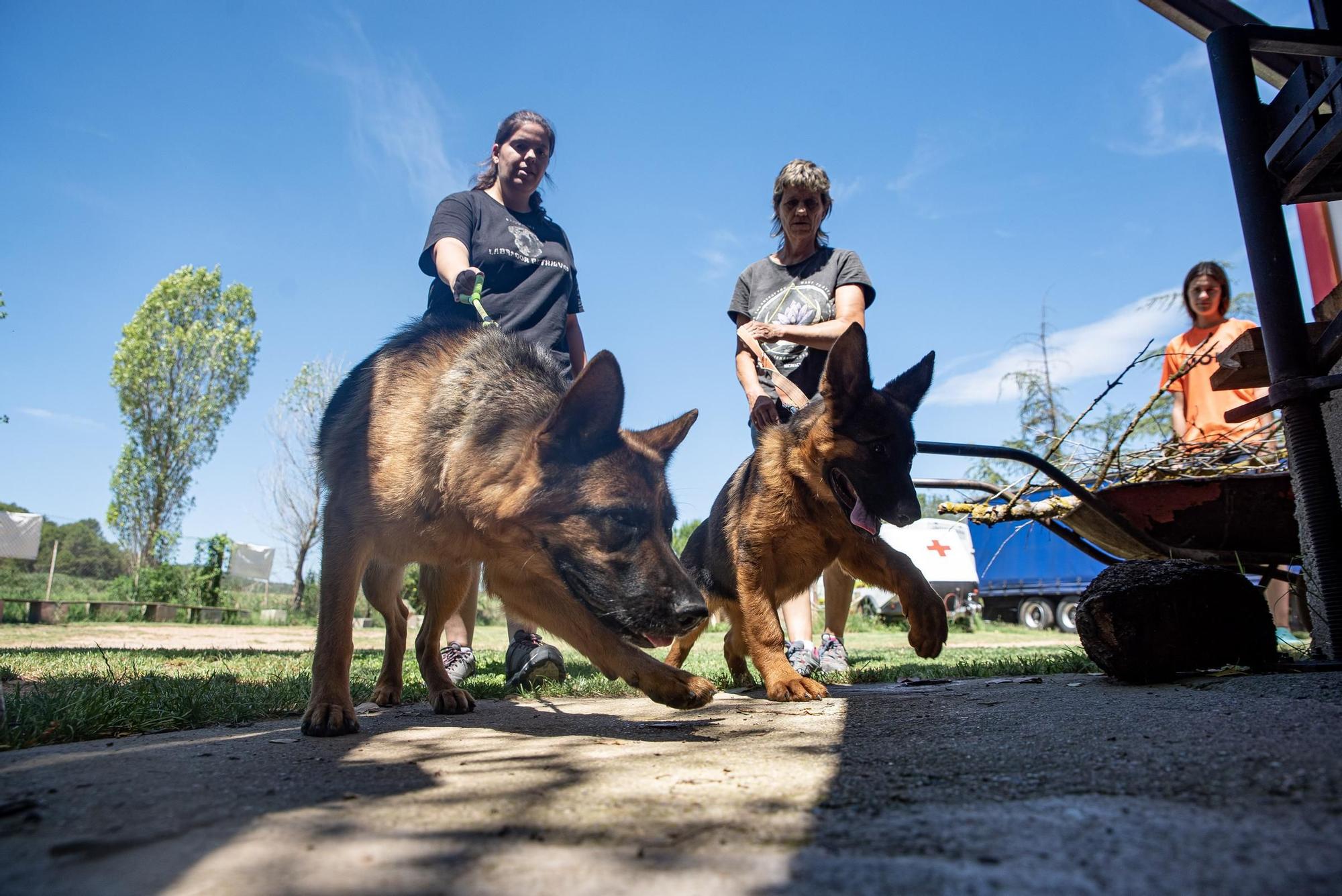 Residències canines:  Tres Pins de Balsareny